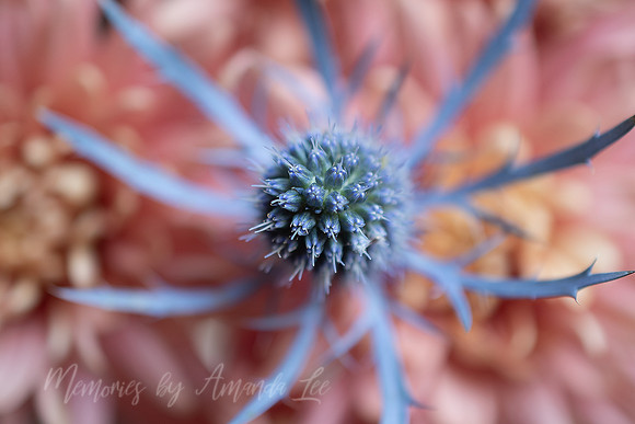 Blue Thistle 3