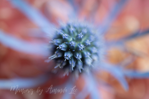 Blue Thistle 2