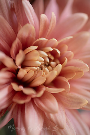 Peachy Mum 3