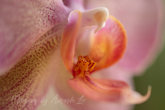 Orchid 4