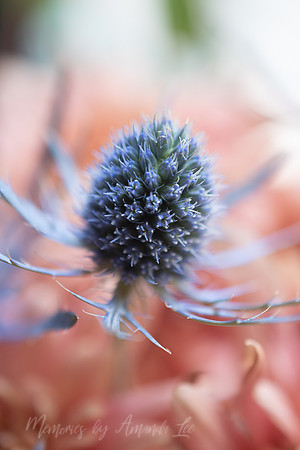 Blue Thistle 4