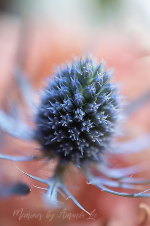 Blue Thistle 1