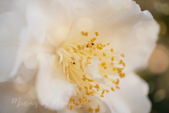 White Camelia 1
