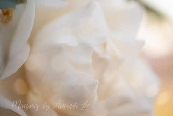 White Camelia 2
