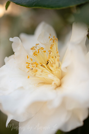 White Camelia 3