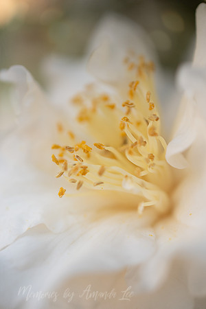 White Camelia 4