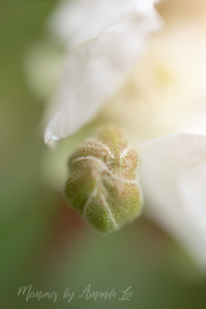 Dew Berry2