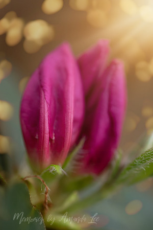 Azalea