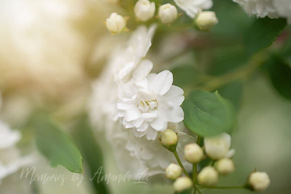 Spirea 1