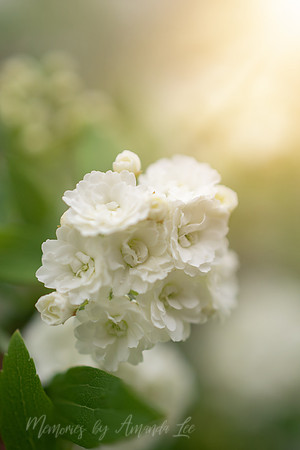 Spirea 2