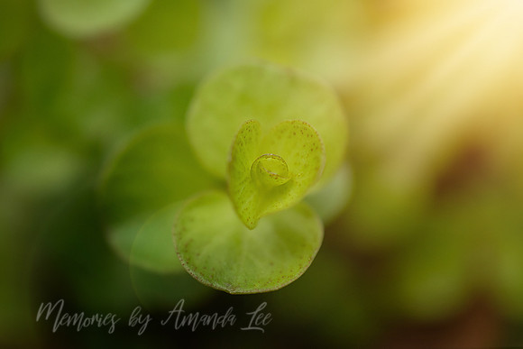 Creeping Jenny