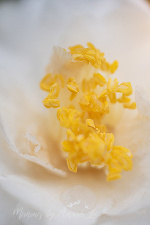 White Camelia 5