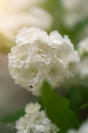 spirea 3