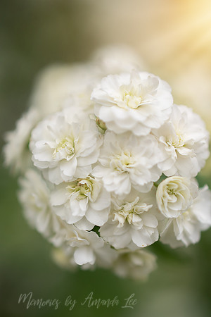 spirea 4