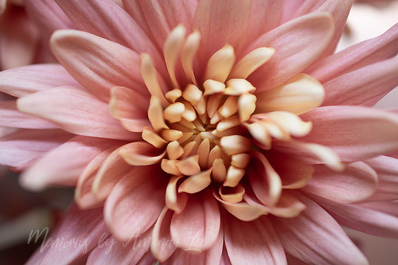 Peachy Mum 1